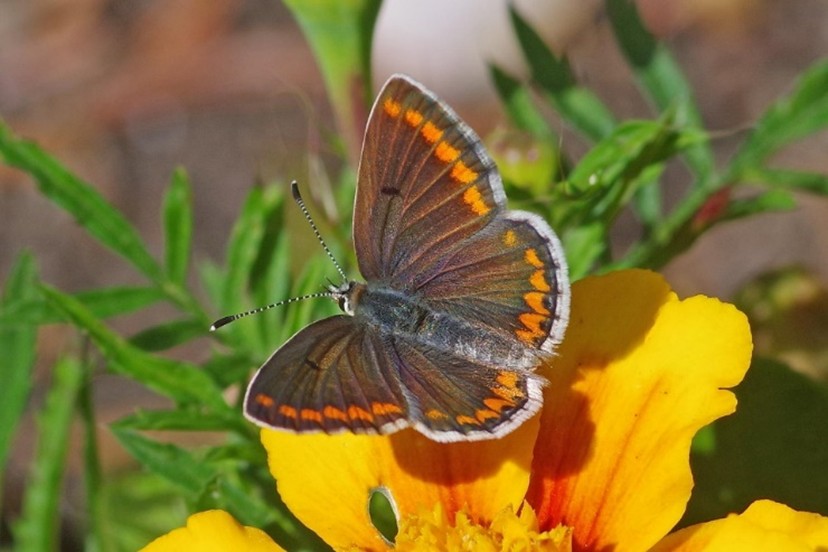 Rødplettet blåfugl på tagetes (Foto Ulla Friborg)